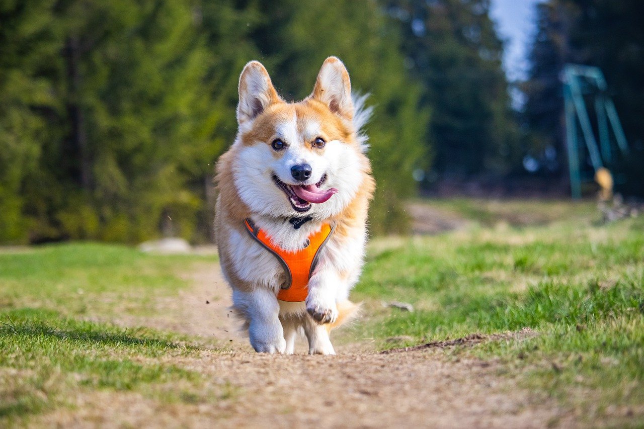 1st March 2024 National Welsh Corgi Day HD Photos